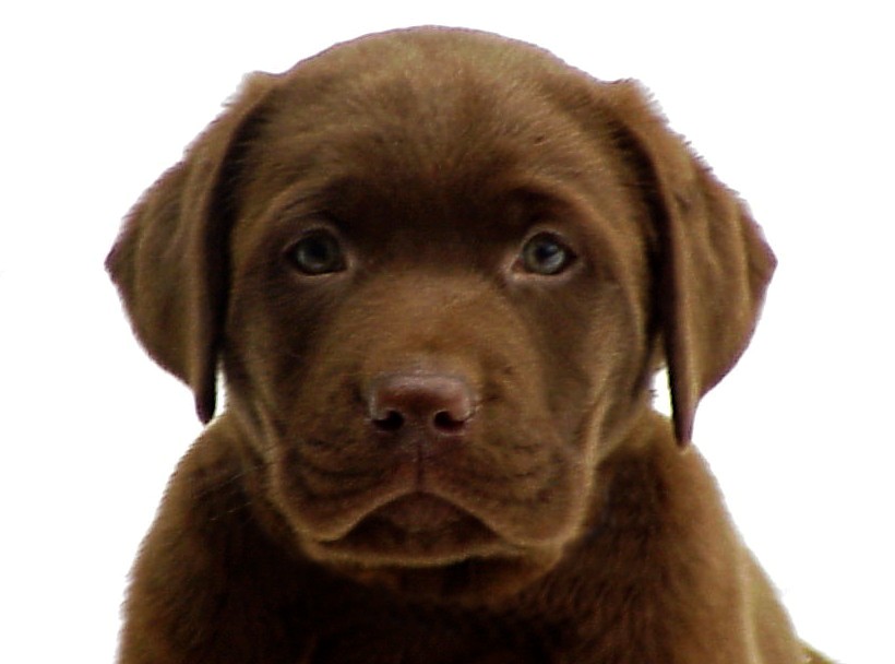 Chocolate Puppy 