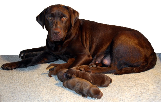 Maggy and her pups