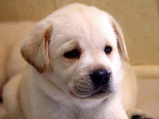 Yellow lab boy