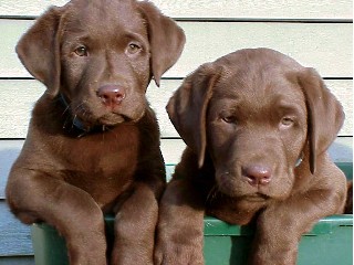 Chance and Echo pups