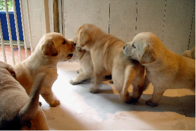 Yellow lab puppy wags tail