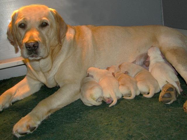Autumn and her pups