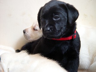 Black Lab Puppy