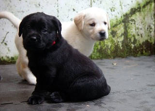 Black and Yellow girl labs