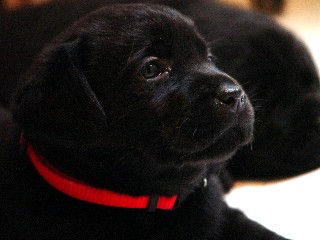Black lab girl