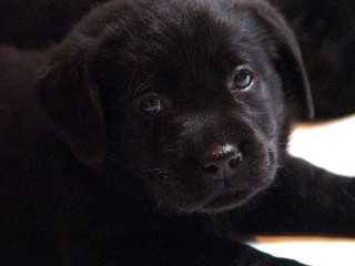 Black lab boy