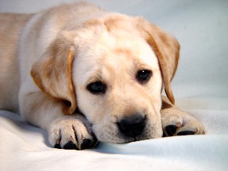 Yellow lab puppy