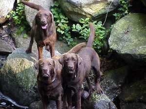 Mother, Father, Son