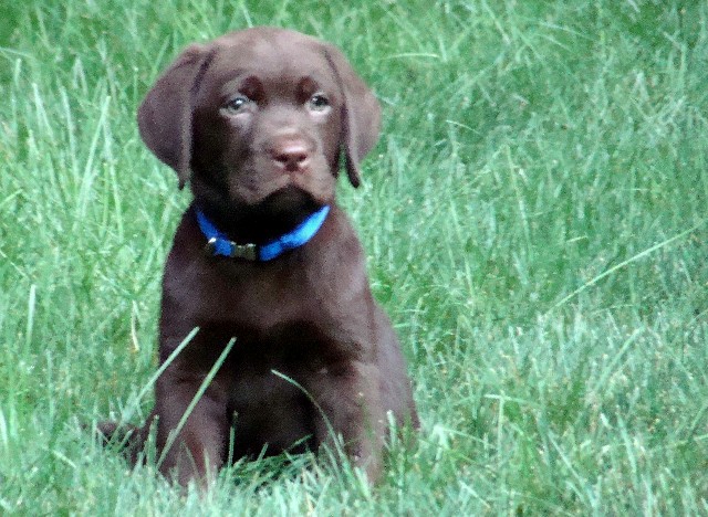 English Lab Puppies For Sale In Ct  Riorock Labrador Retrievers