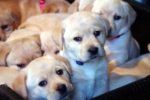 Yellow puppies