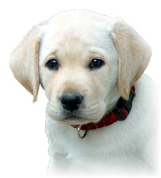 Yellow Lab Puppy