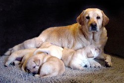 Luna and her pups