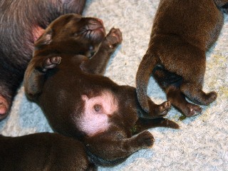 Chocolate puppy