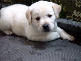 Marley