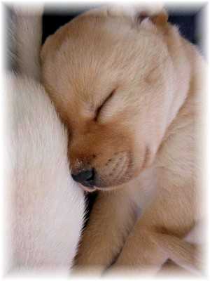 To be a sleeping pup