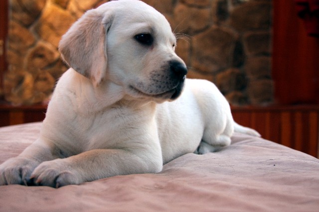 Yellow Girl Puppy