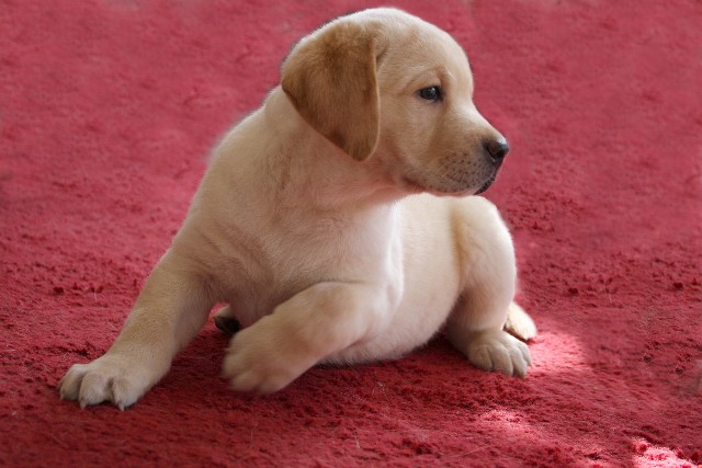 Yellow Boy Puppy