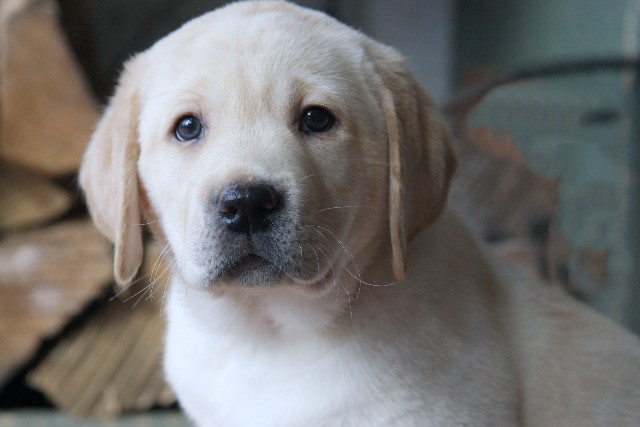 Yellow boy puppy