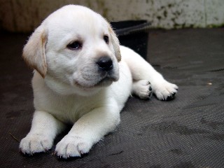 Yellow lab boy